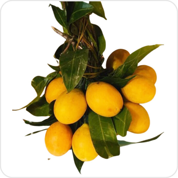 Cherry Mango - Image 2