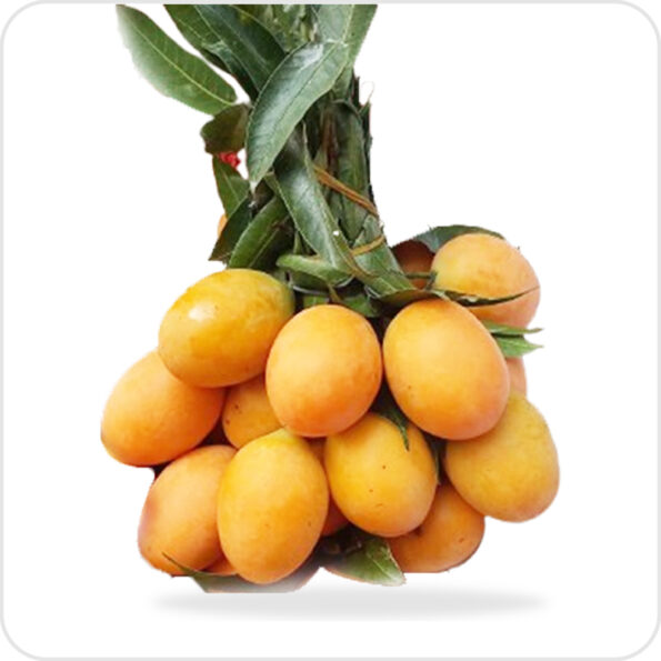 Cherry Mango - Image 3